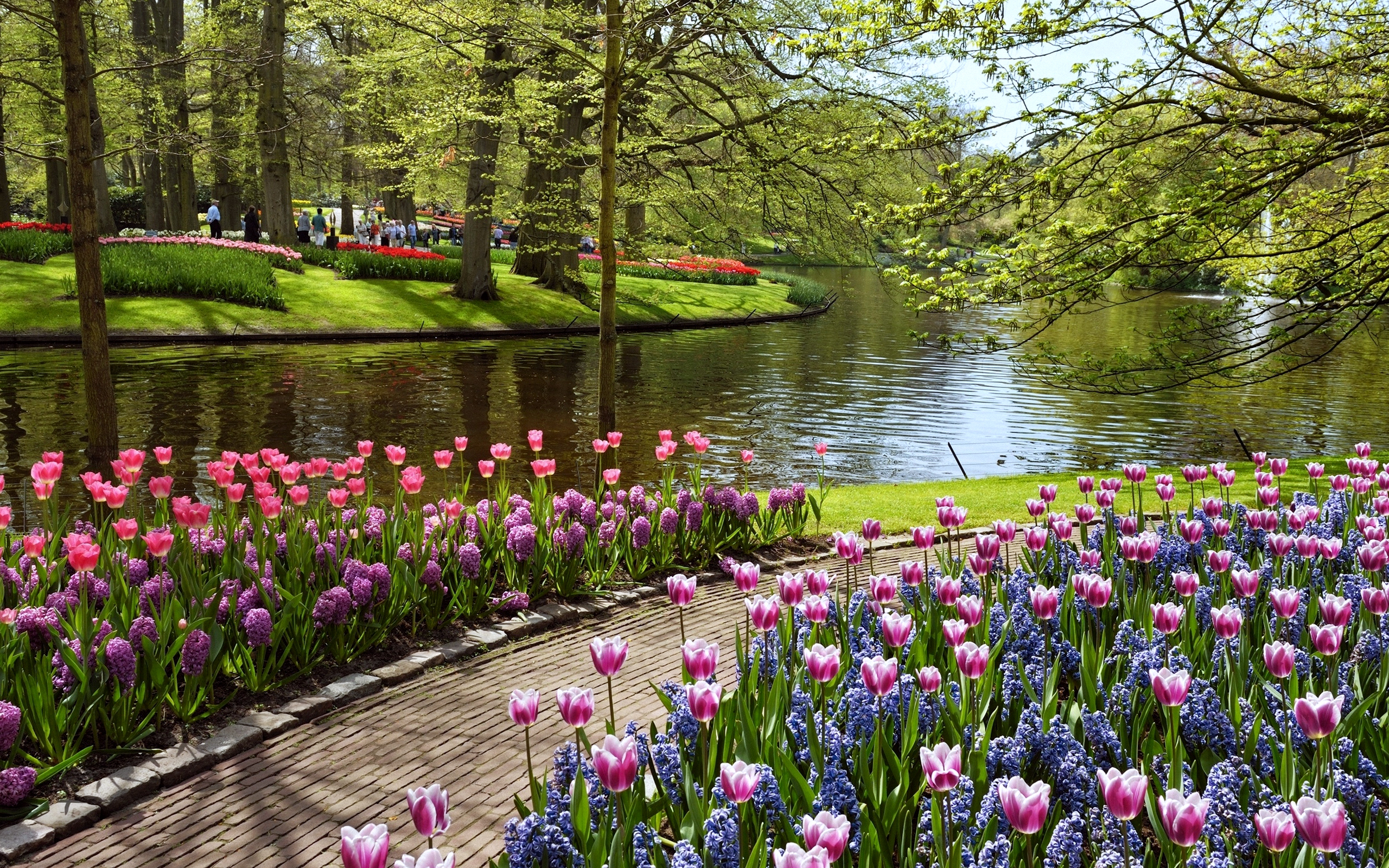 carta da parati giardino fiorito,paesaggio naturale,fiore,natura,tulipano,primavera