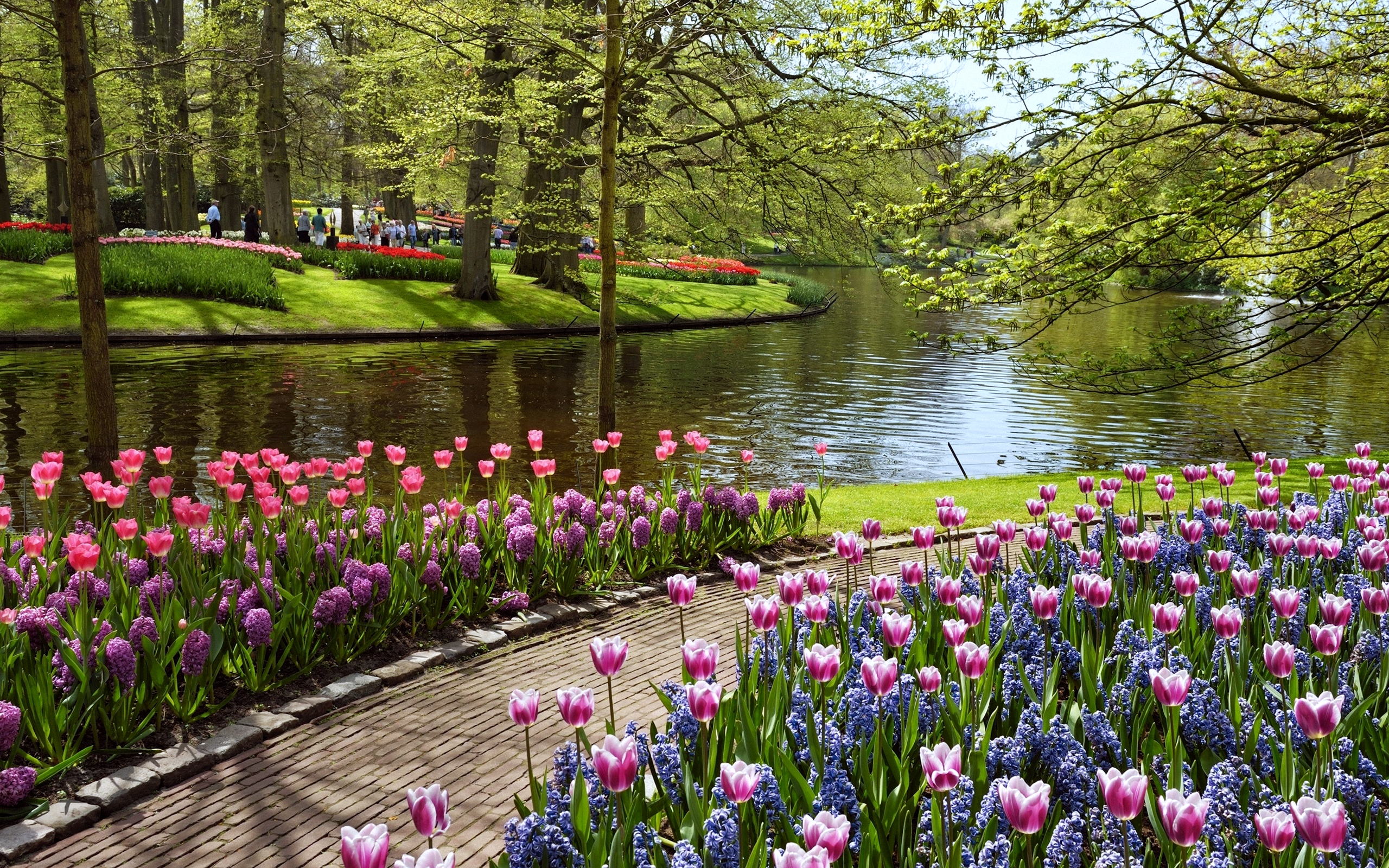 blumengarten tapete,natürliche landschaft,blume,natur,tulpe,frühling