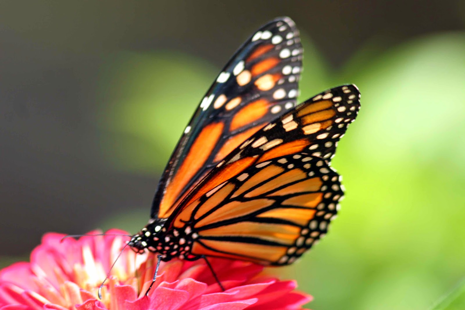 fond d'écran papillon hd,papillons et papillons,papillon,papillon monarque,sous genre de cynthia,insecte