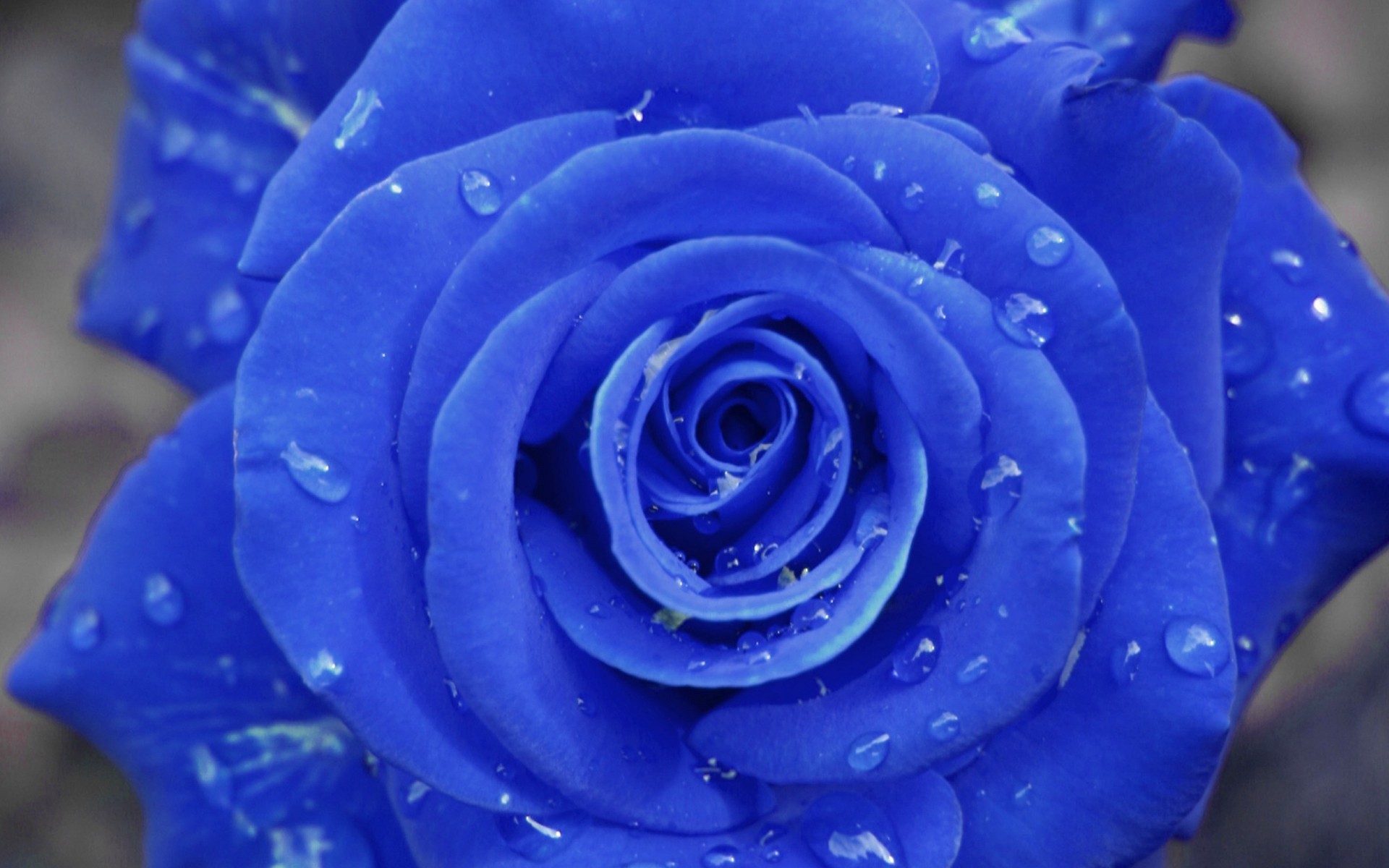 バラのhdの壁紙1080p 花 ローズ 開花植物 青い 青いバラ Wallpaperuse バラのhdの壁紙1080p 花 ローズ 開花植物 青い 青いバラ Wallpaperuse