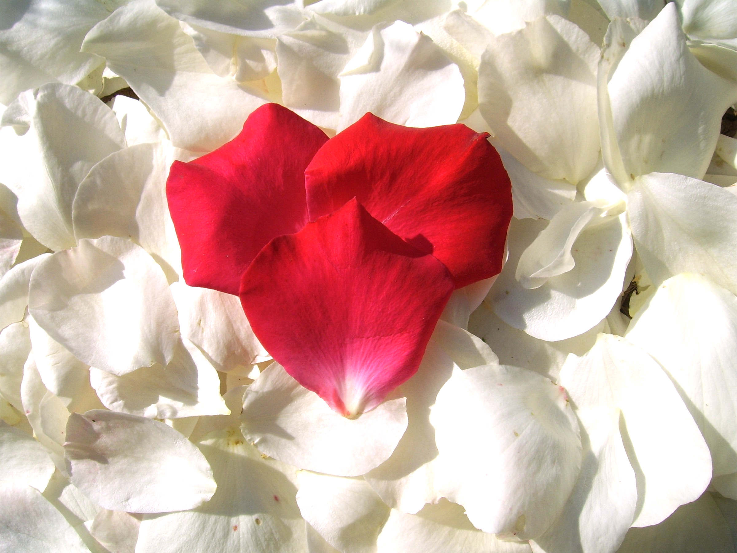 아름다운 사랑 배경 화면,꽃잎,하얀,꽃,빨간,분홍