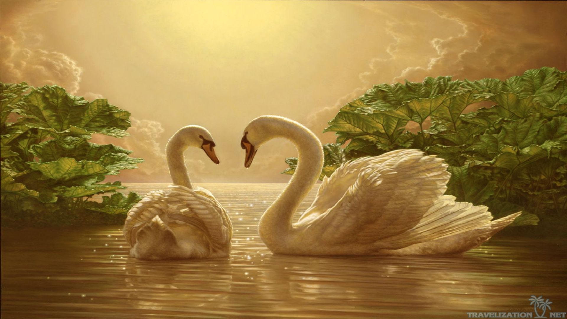 beautiful love wallpapers,swan,bird,water bird,ducks, geese and swans