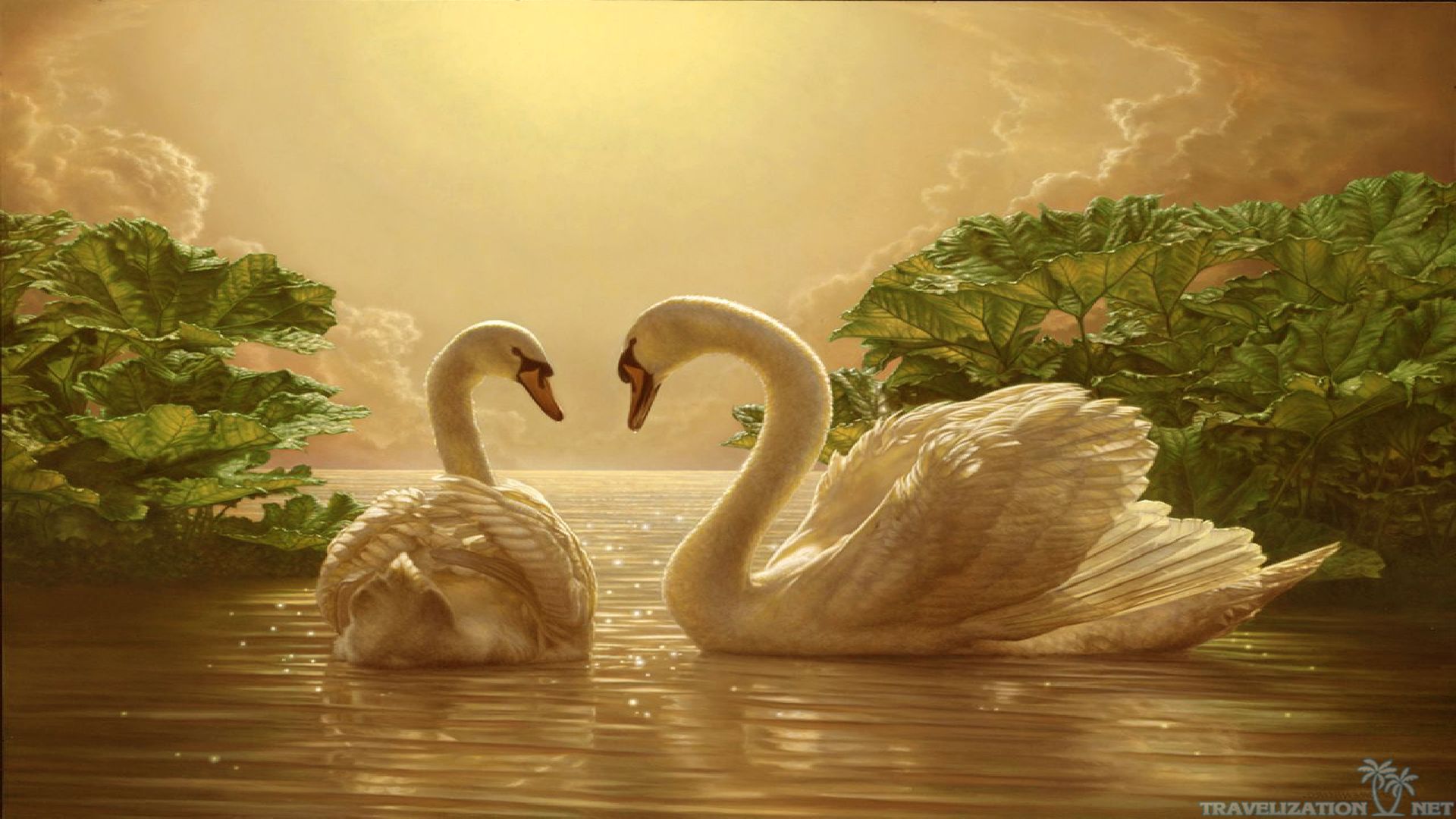 hermosos fondos de pantalla de amor,cisne,pájaro,ave acuática,patos,paisaje natural