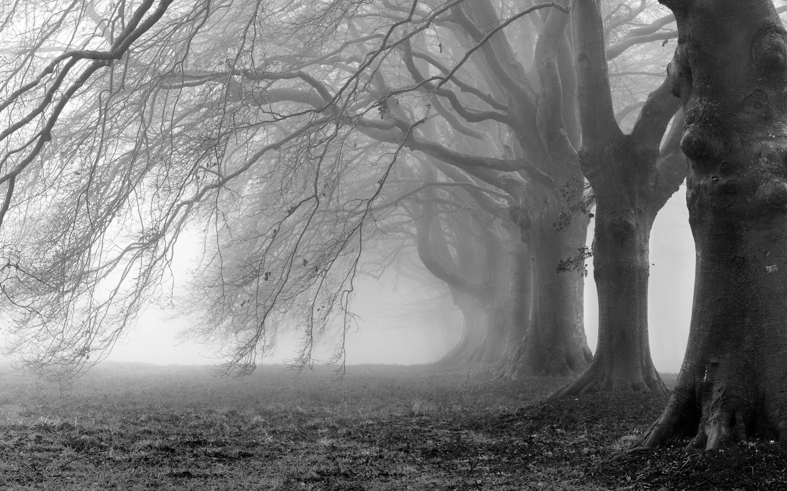 gruselige tapete,natur,nebel,baum,nebel,natürliche landschaft