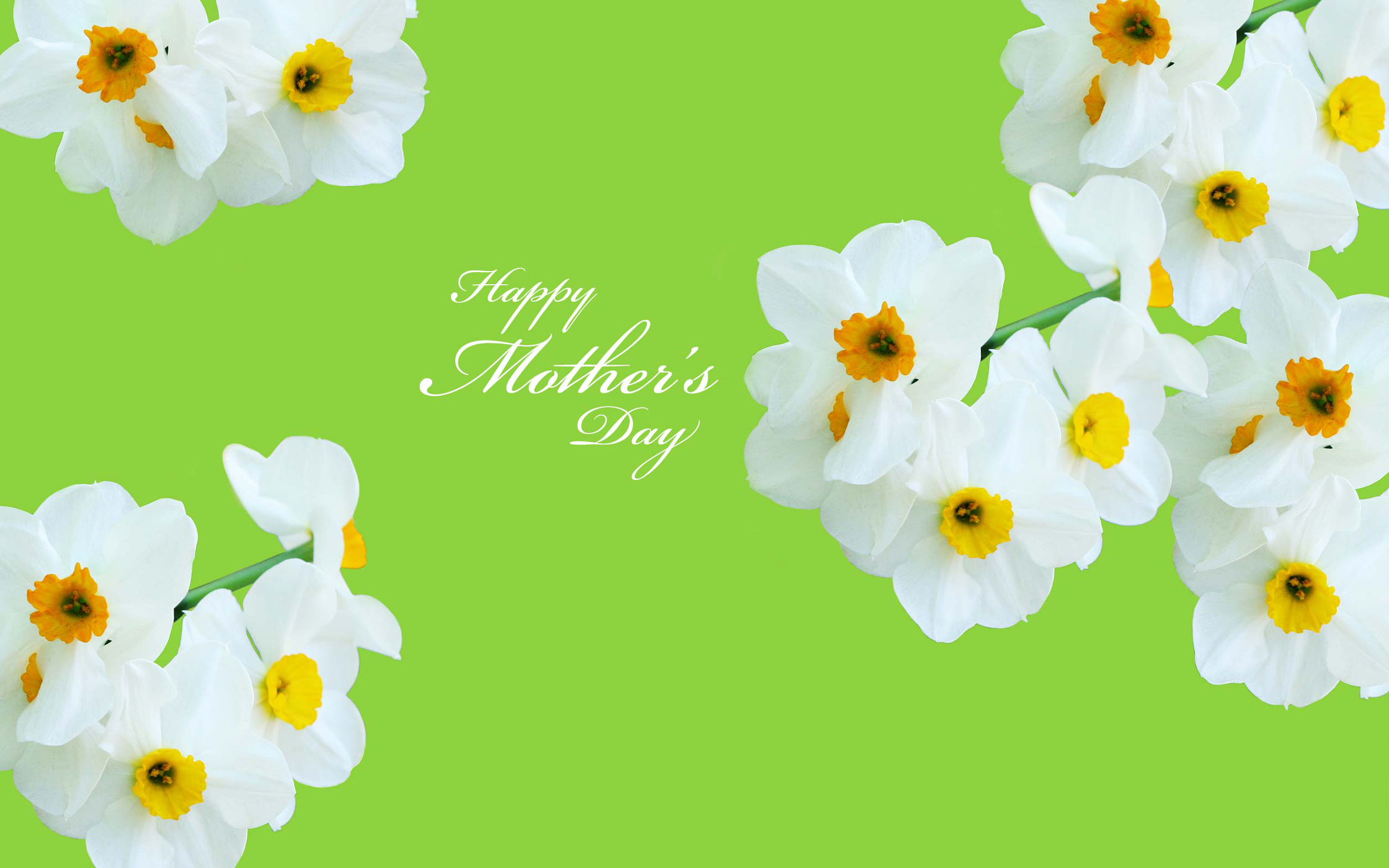 happy mothers day wallpaper,flower,petal,plant,flowering plant,spring