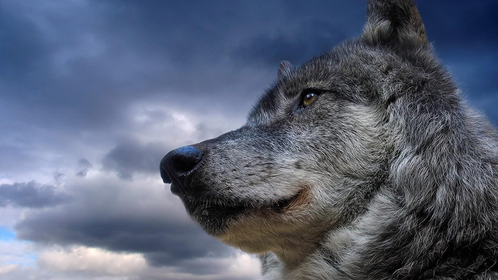 wolf live wallpaper,wolf,himmel,hund,schnauze,tschechoslowakischer wolfshund