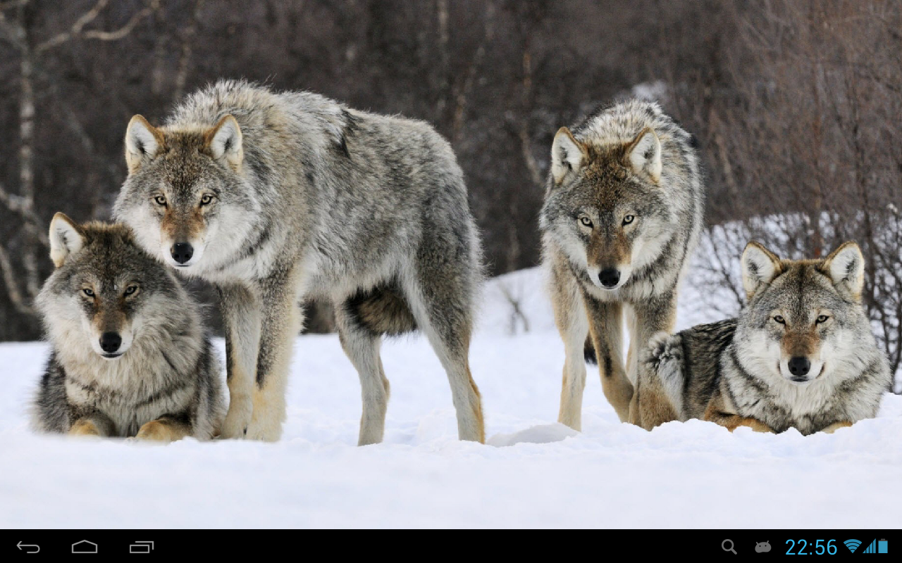 wolf live wallpaper,mammal,vertebrate,wildlife,wolf,canis lupus tundrarum