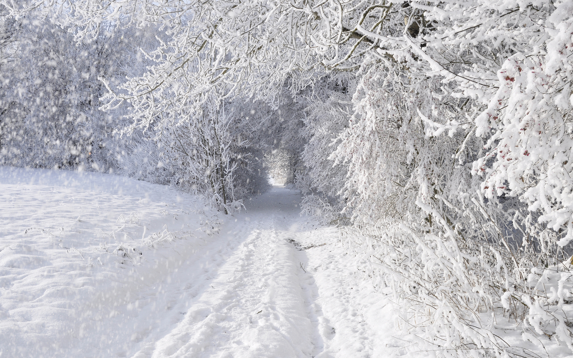 fondo de pantalla de ventisca,nieve,invierno,escarcha,congelación,árbol