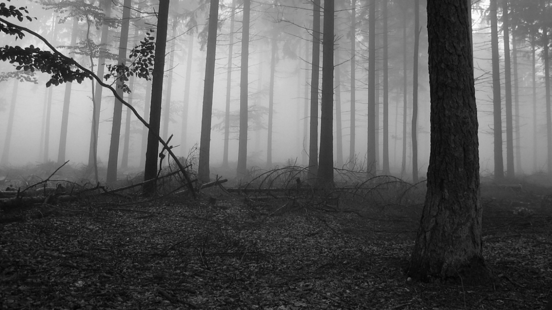黒白い壁紙,木,自然,森林,森林,霧