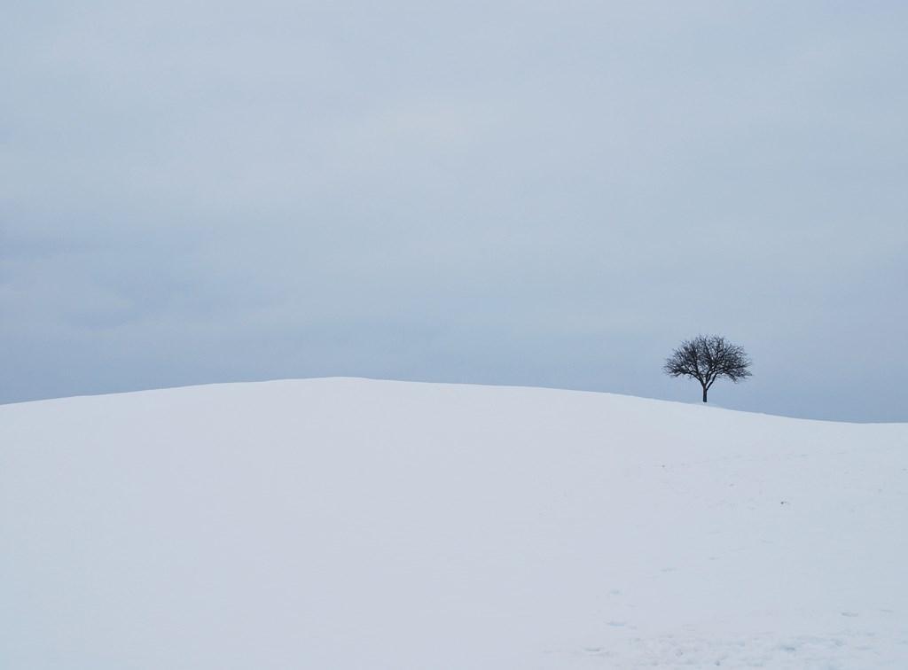 壁紙putih,雪,空,冬,木,風景