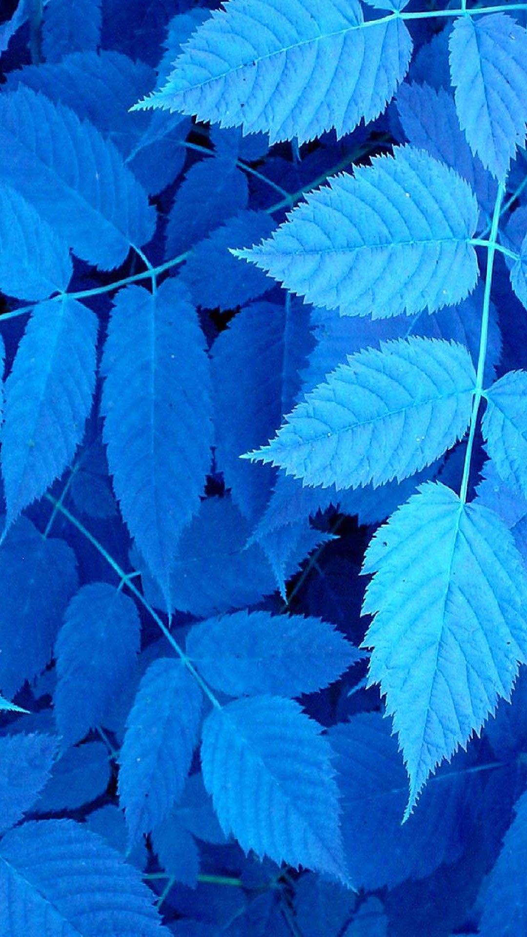 wallpaper biru,leaf,flower,plant,tree,woody plant