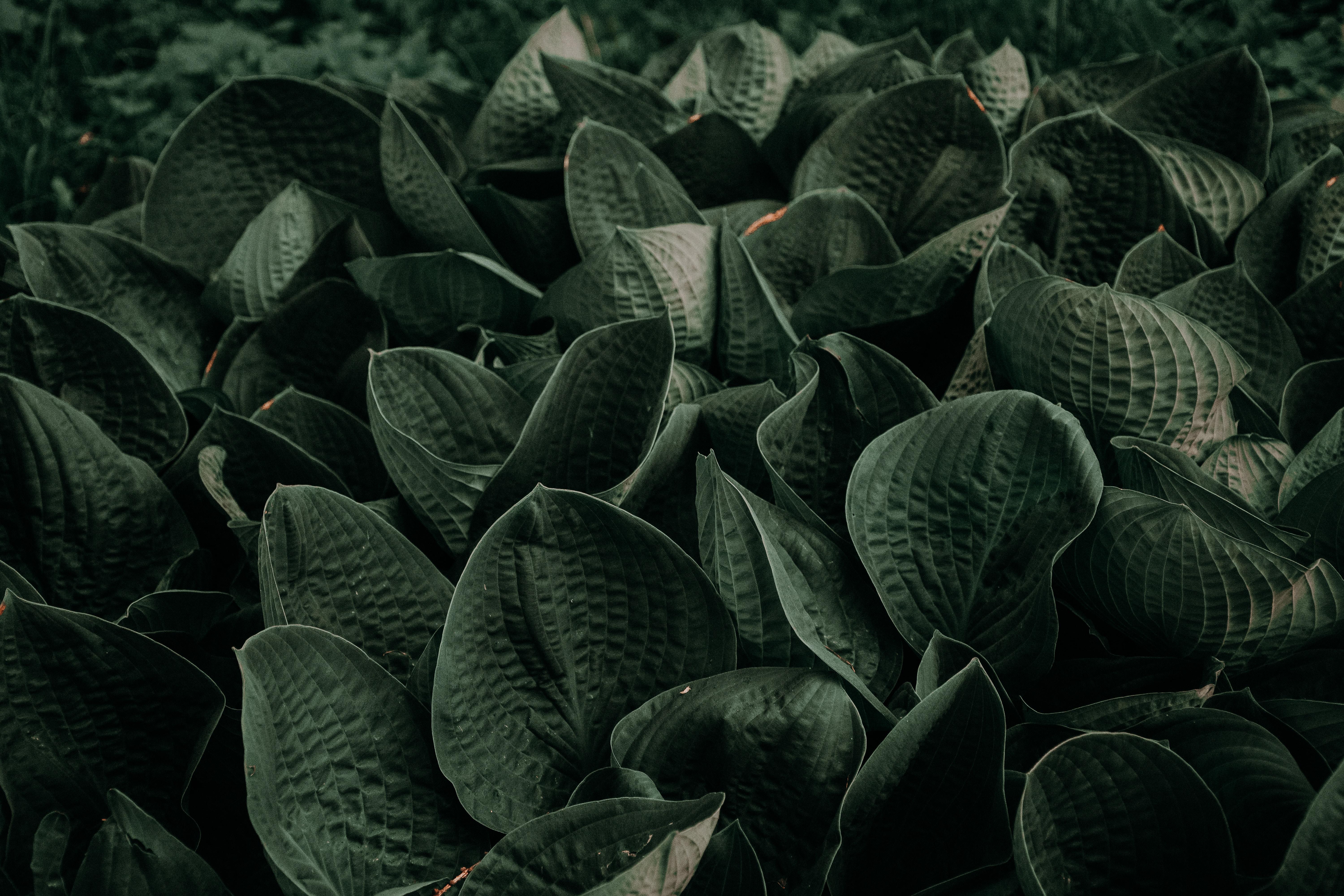 fond d'écran daun,feuille,vert,plante,fleur,photographie monochrome