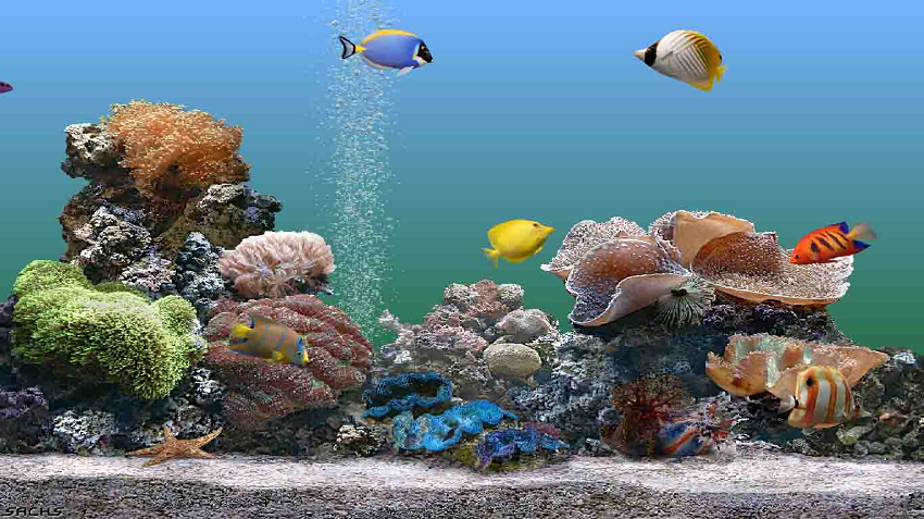 배경 komputer,수중,산호초,암초,돌이 많은 산호초,산호초 물고기
