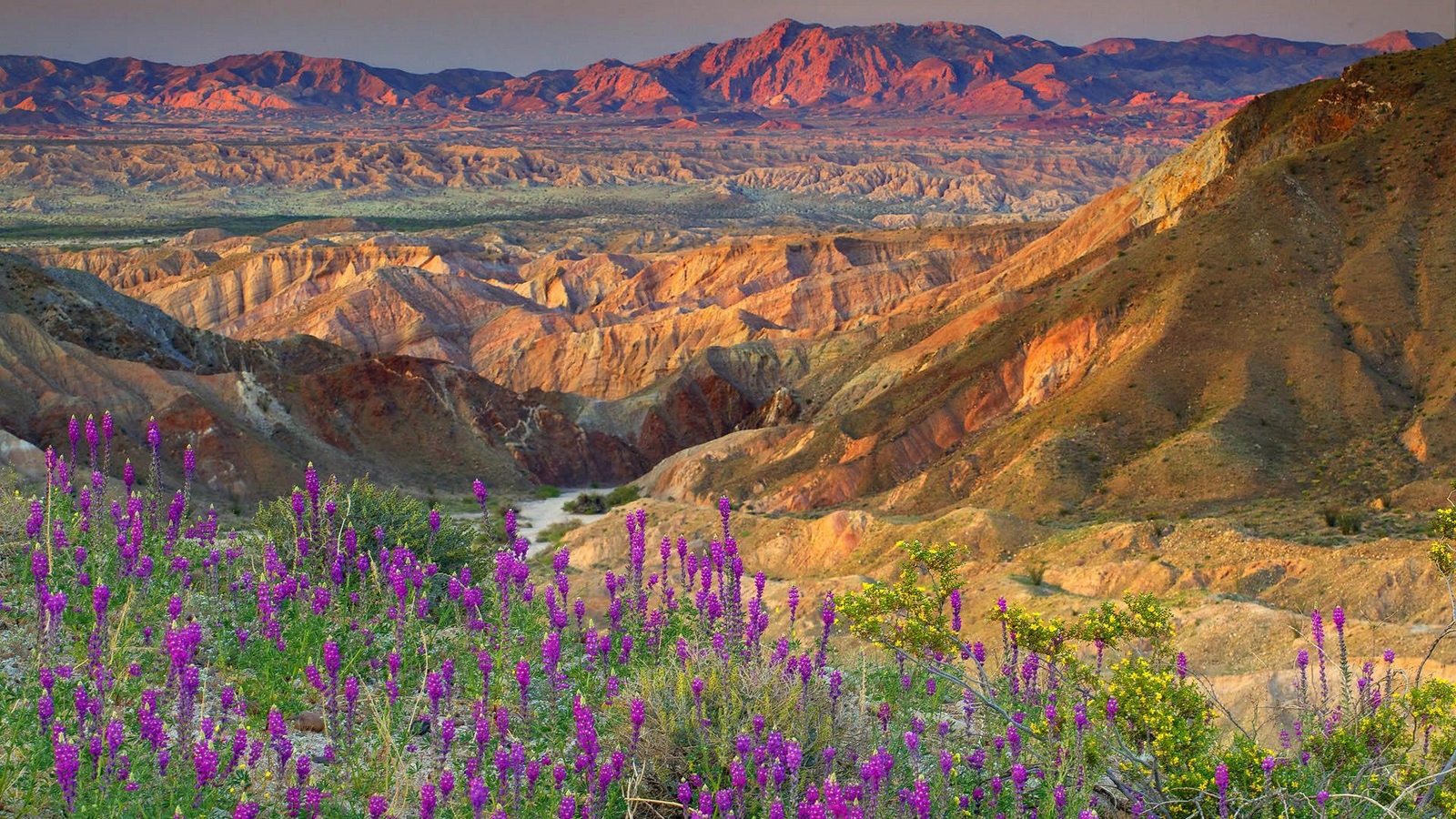 wallpaper komputer,nature,badlands,mountainous landforms,wilderness,wildflower