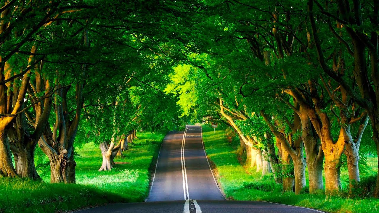 fondo de pantalla komputer,verde,paisaje natural,naturaleza,árbol,escenario teatral