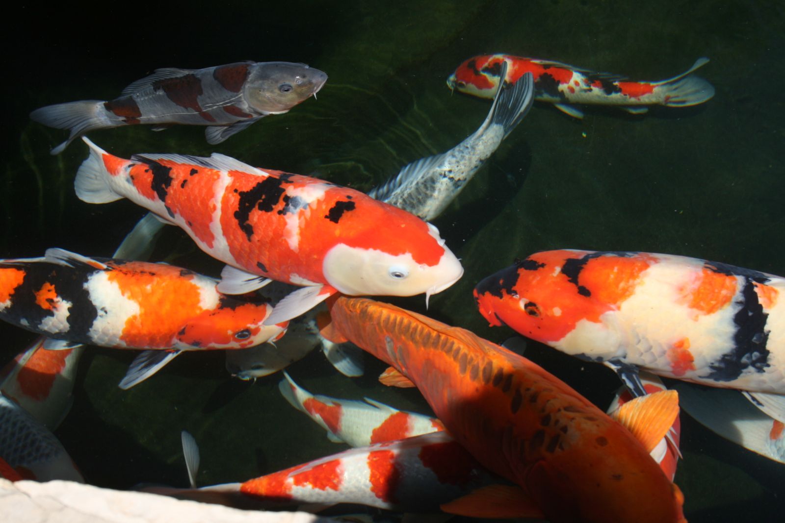 fond d'écran ikan koi,koi,poisson,biologie marine,poisson,étang à poissons