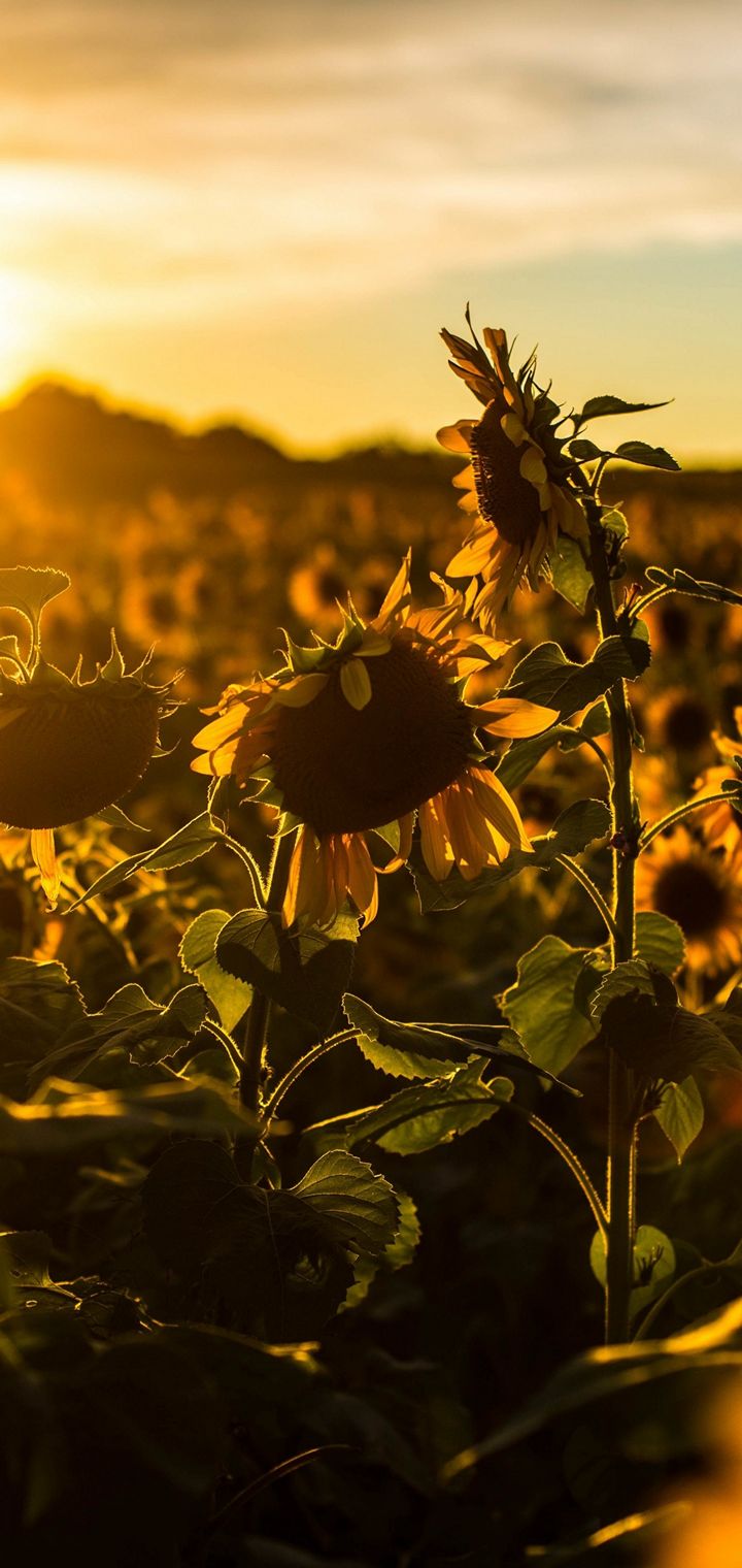 fondo de pantalla móvil oppo,girasol,naturaleza,cielo,flor,girasol