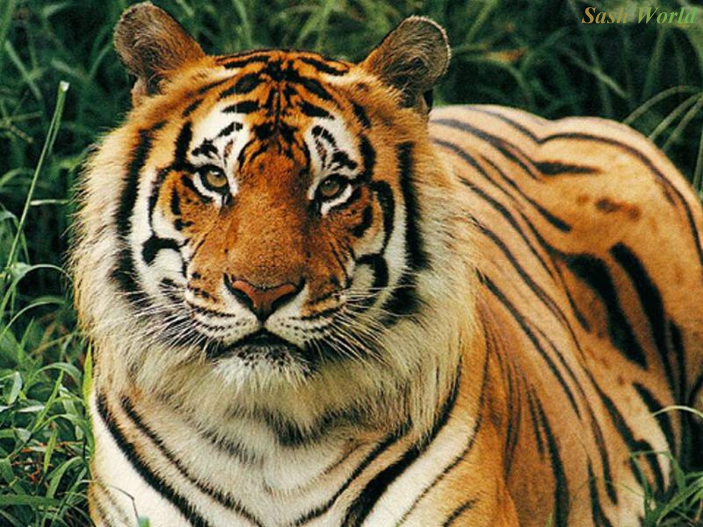 wallpaper hewan,tiger,terrestrial animal,mammal,wildlife,vertebrate