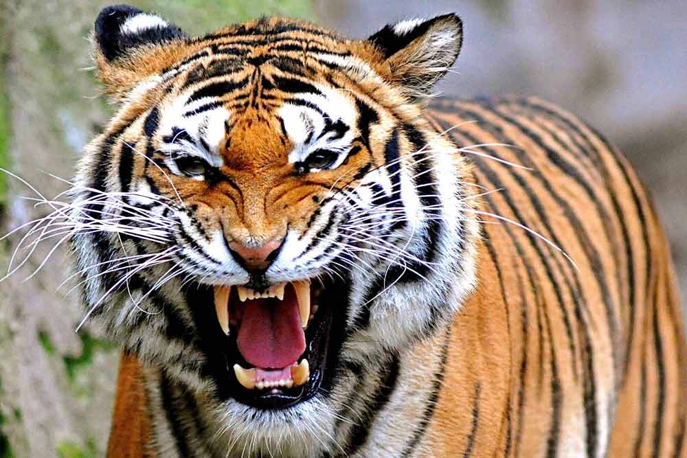 carta da parati harimau,tigre,natura,animale terrestre,tigre del bengala,tigre siberiana