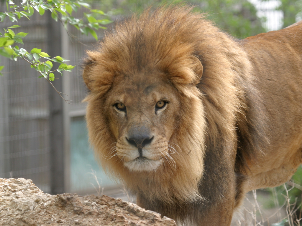 壁紙シンガ,陸生動物,ライオン,野生動物,ヘア,マサイライオン