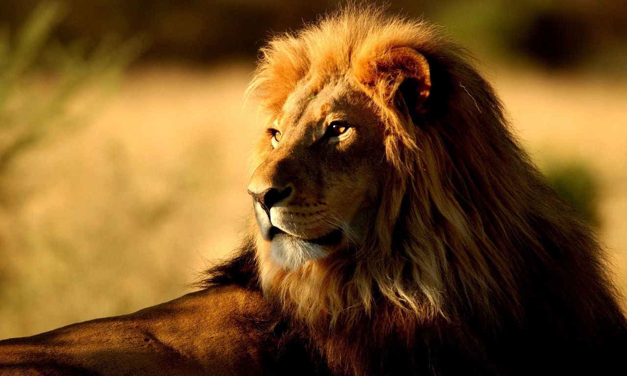 fond d'écran singa,lion,faune,cheveux,lion masai,félidés