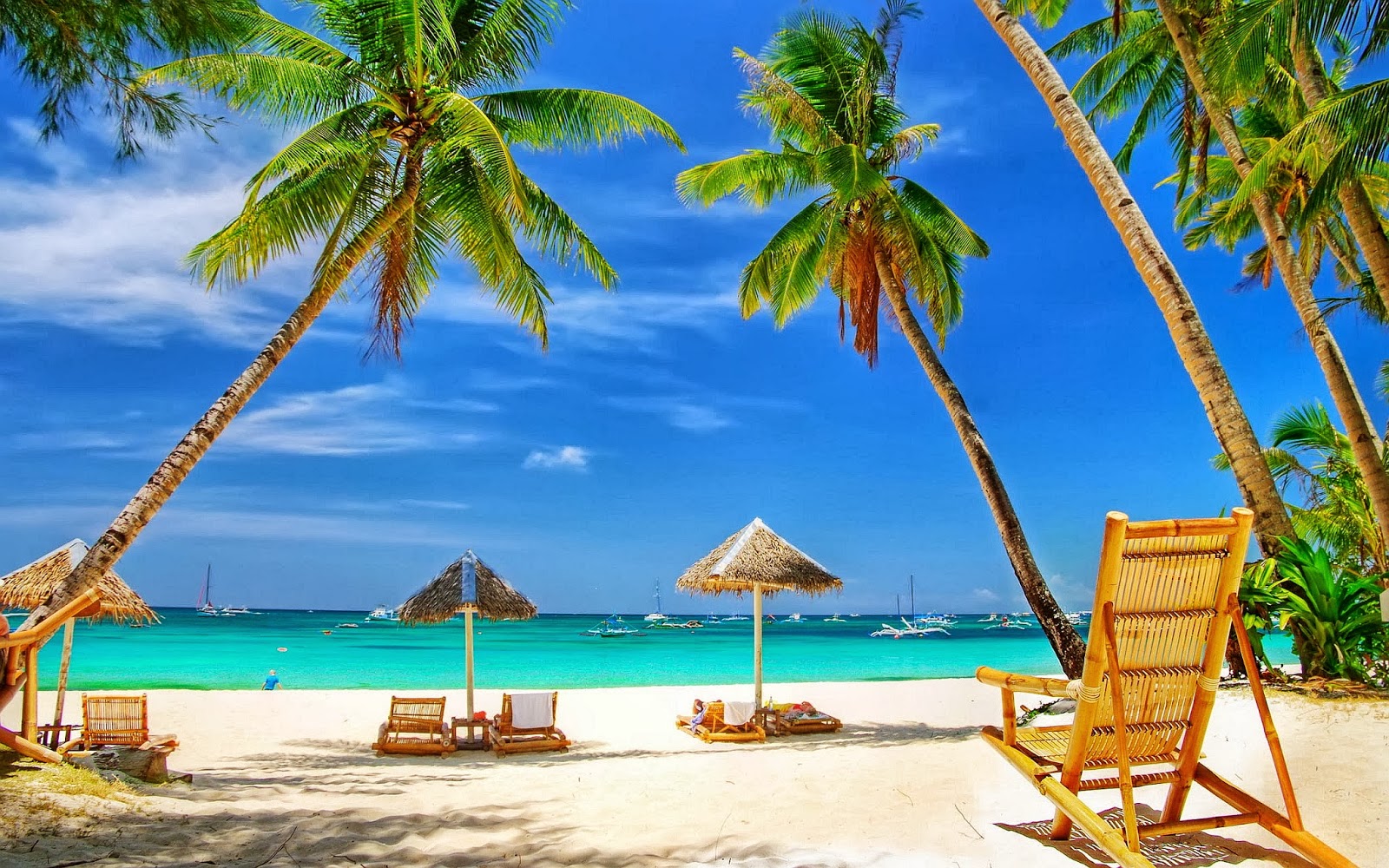 wallpaper pantai,vacanza,caraibico,albero,palma,spiaggia