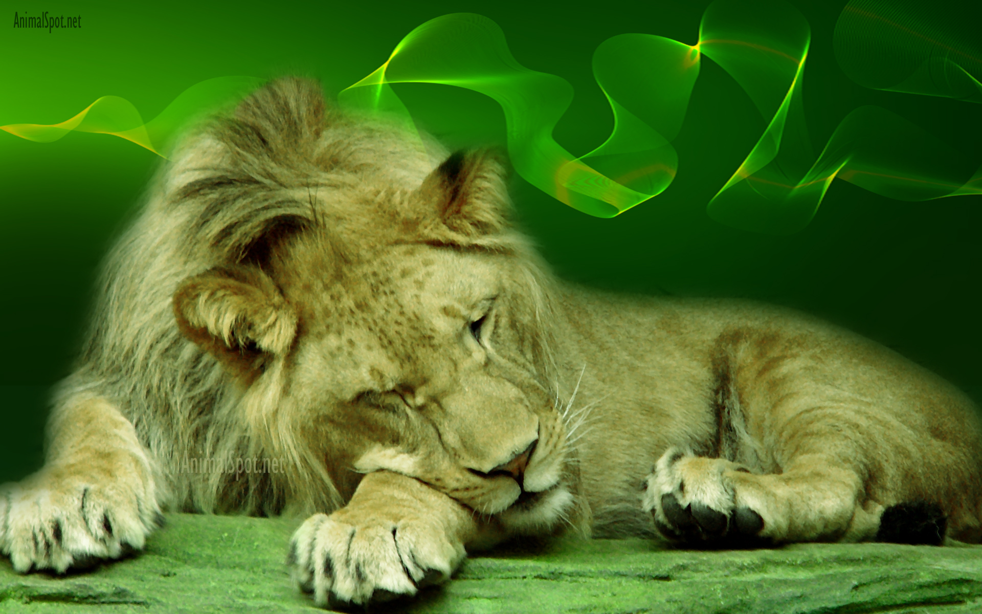 descargar fondos de pantalla de león,fauna silvestre,león,felidae,animal terrestre,grandes felinos