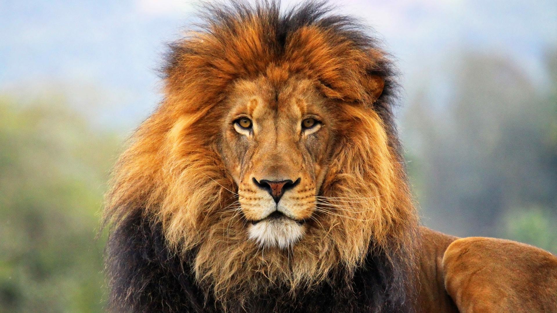 lion wallpaper hd 1080p,mammal,lion,vertebrate,wildlife,hair