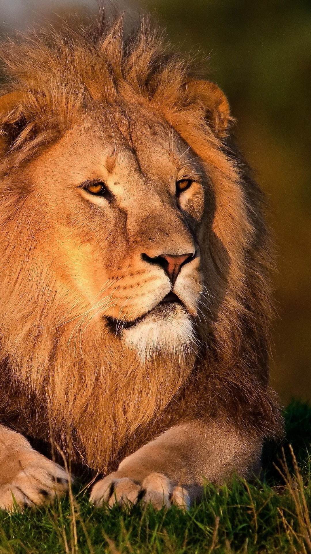 fond d'écran lion iphone,lion,faune,animal terrestre,cheveux,lion masai