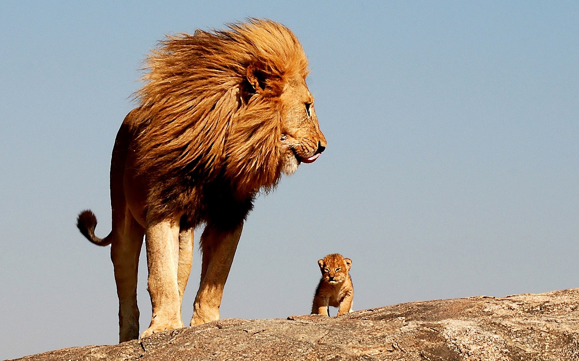 sfondi hd lion 1920x1080,leone,natura,leone masai,felidae,animale terrestre