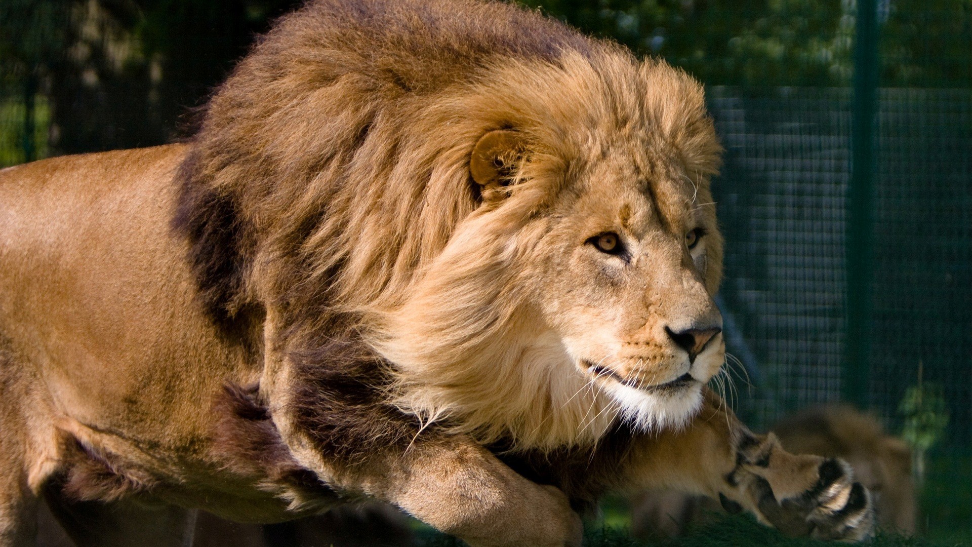 lion fonds d'écran hd 1920x1080,lion,faune,cheveux,animal terrestre,lion masai