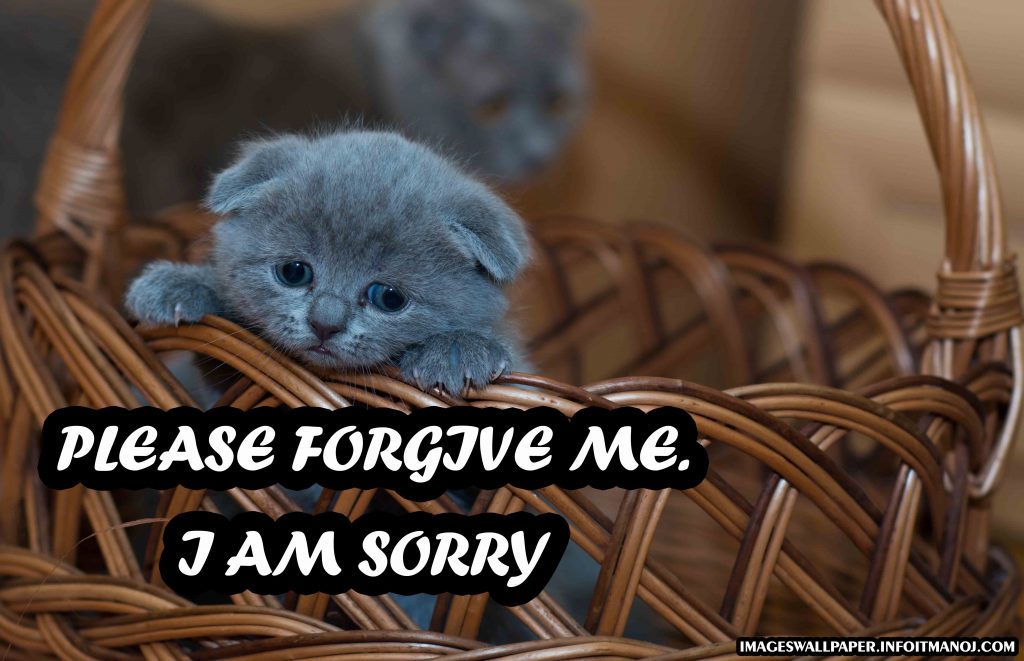 sorry wallpaper for boyfriend,cat,small to medium sized cats,felidae,photo caption,organism