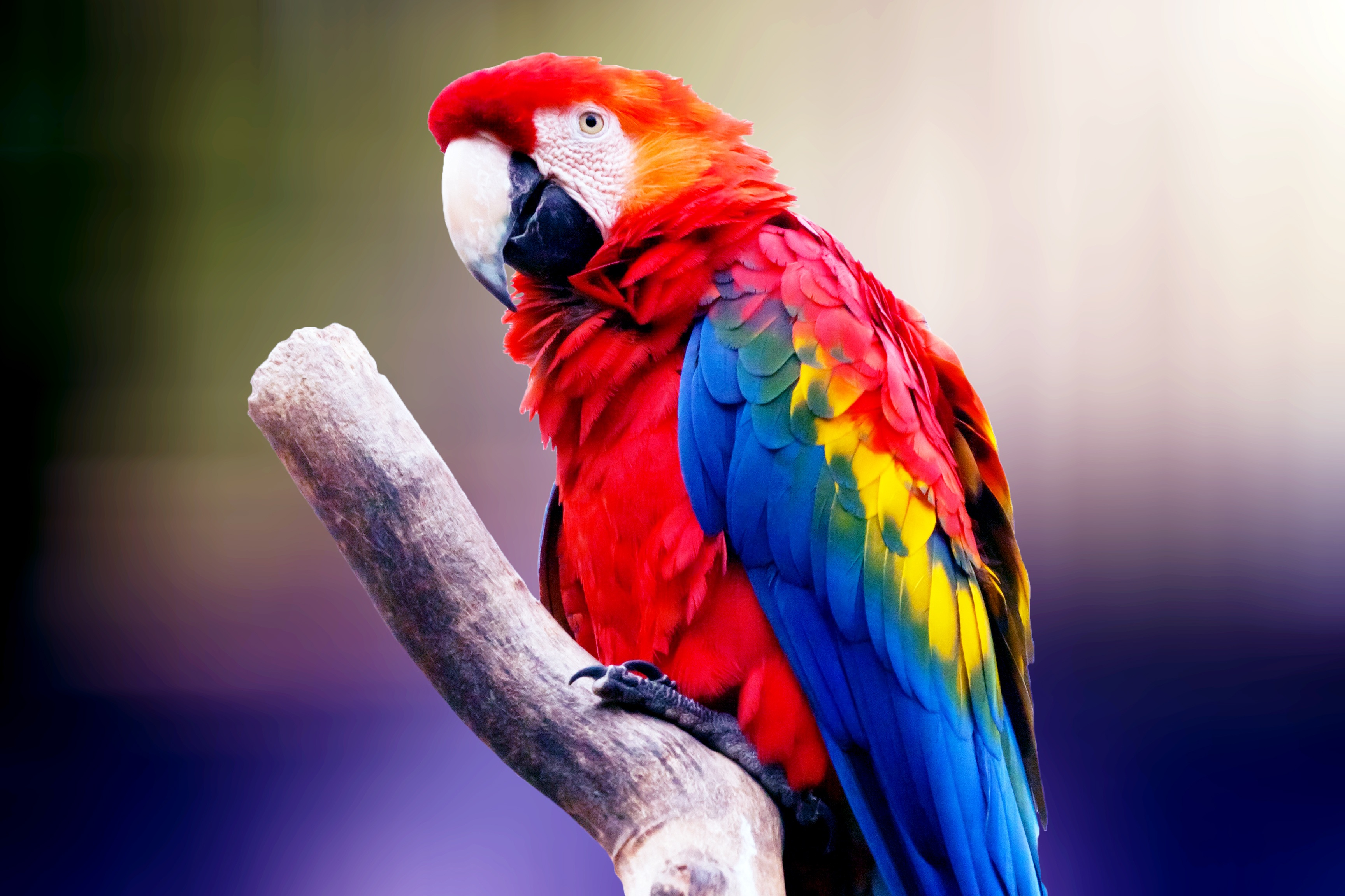 loro fondos de pantalla hd,pájaro,guacamayo,loro,periquito,perico