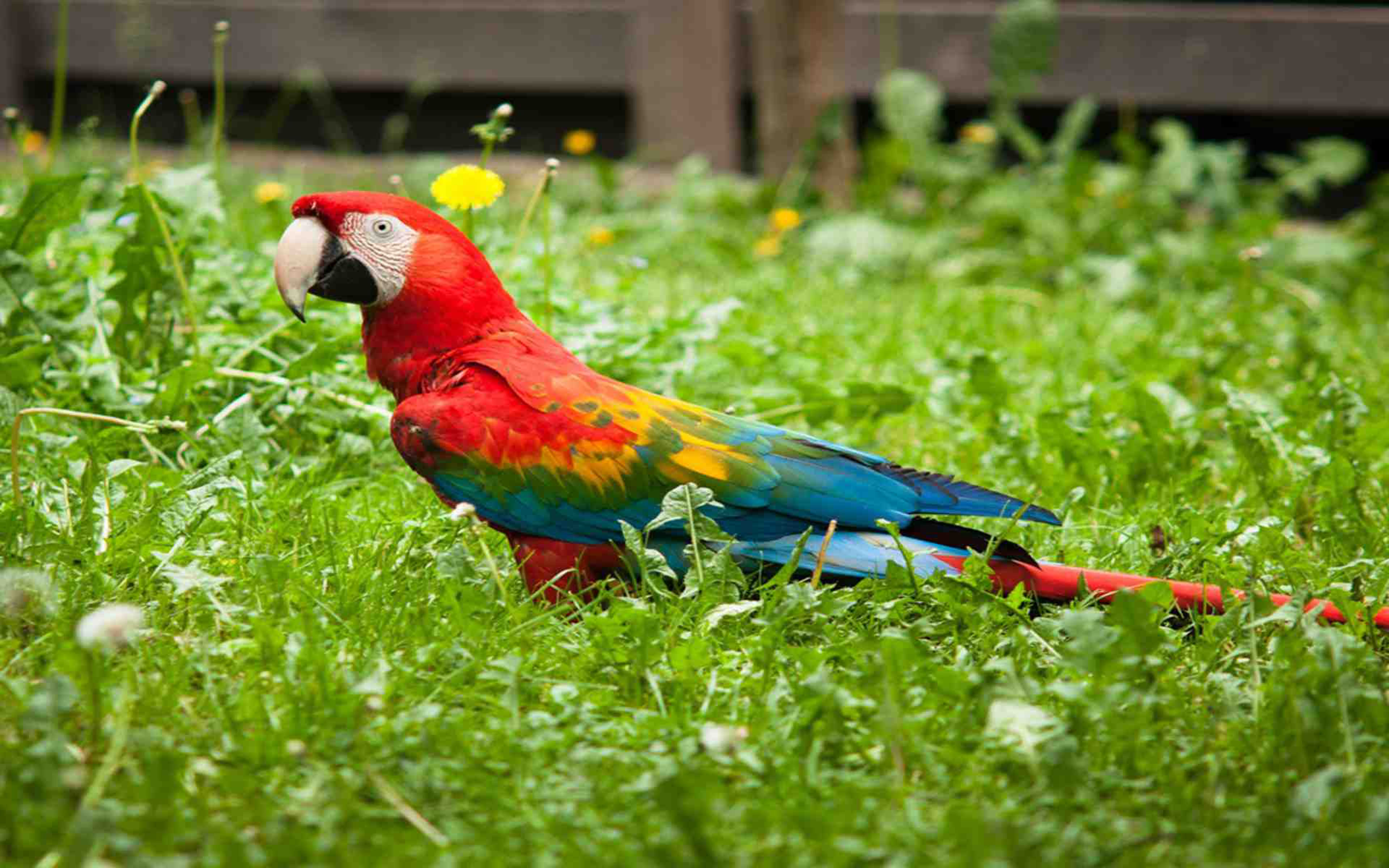 papageientapete hd,vogel,ara,papagei,wellensittich,lorikeet