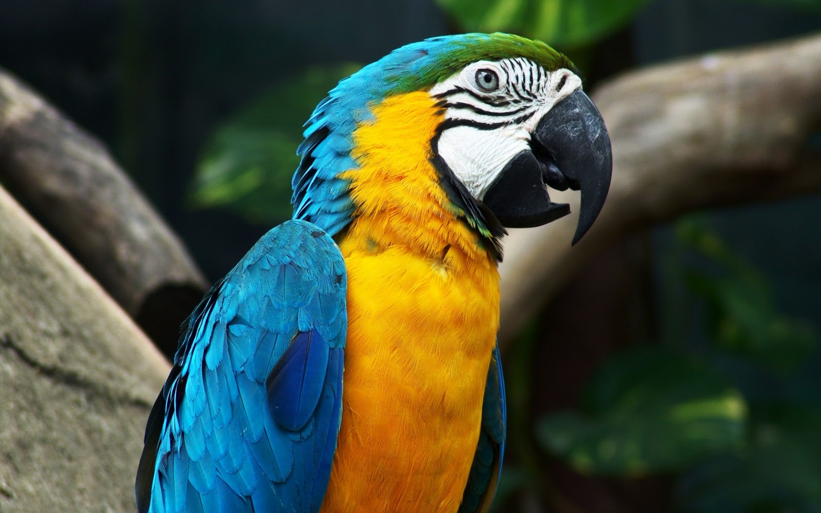 loro fondos de pantalla hd,pájaro,guacamayo,loro,perico,periquito