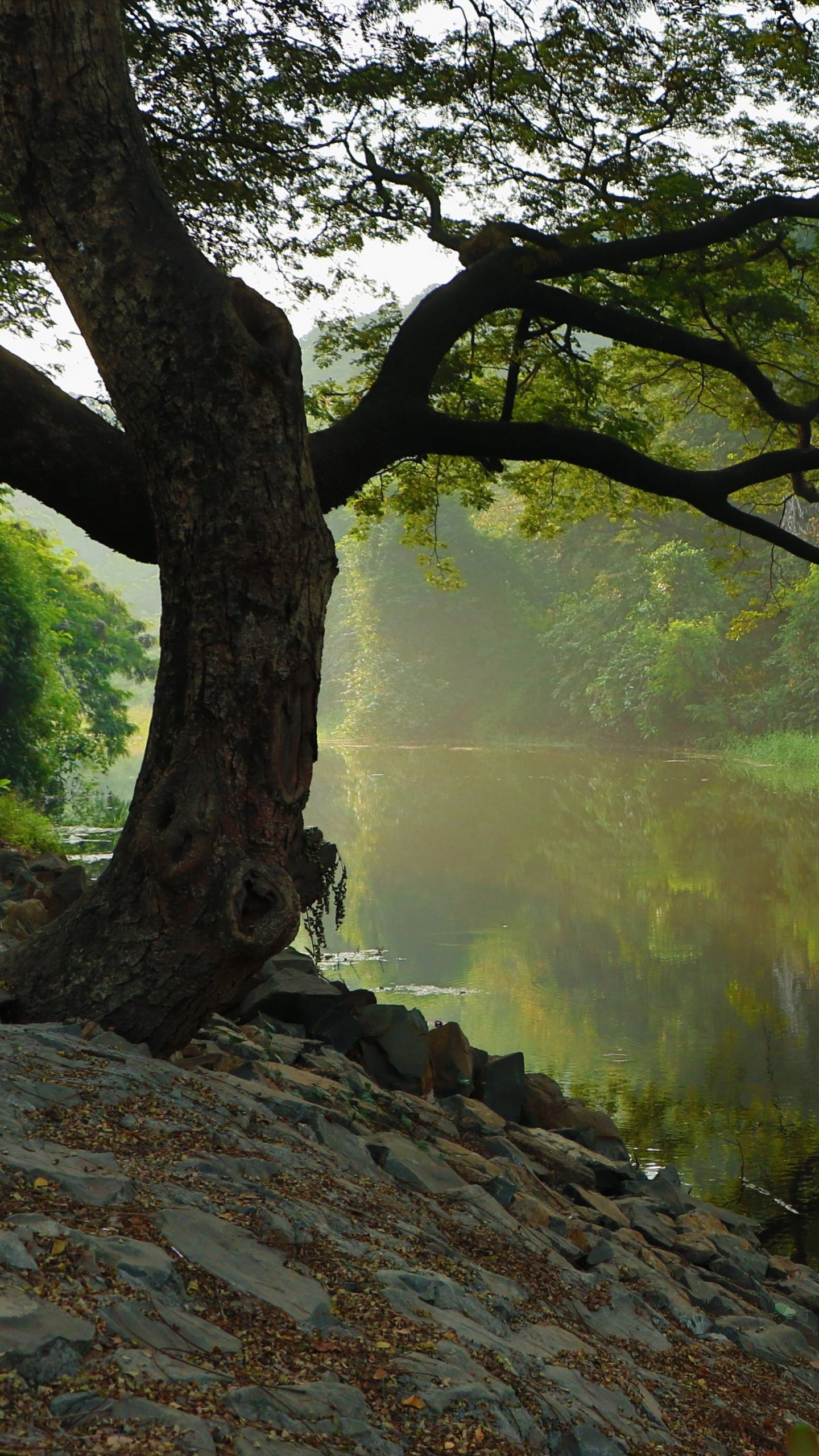 www wallpaper,tree,nature,natural landscape,atmospheric phenomenon,nature reserve