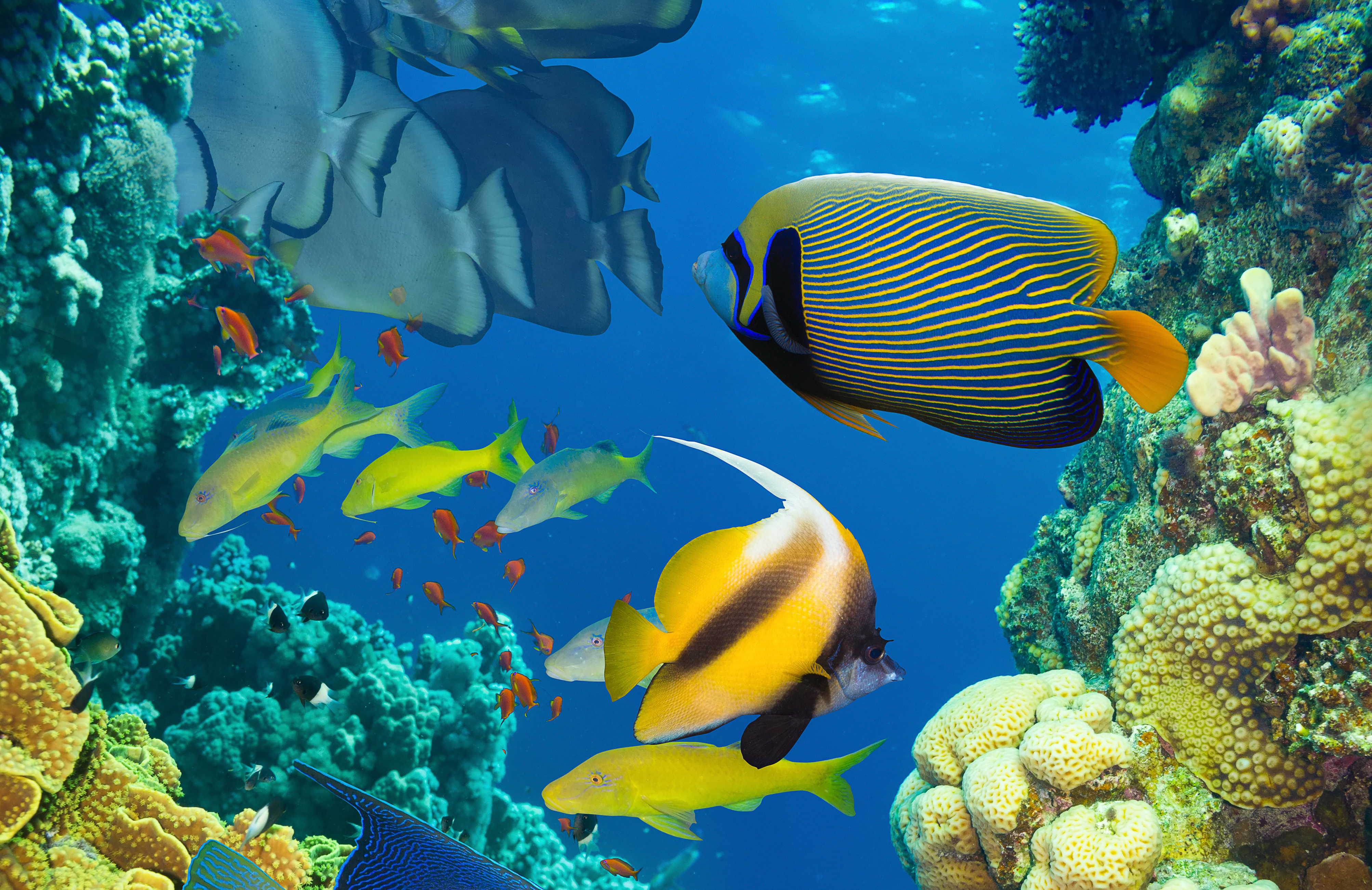 pescado fondo de pantalla hd,arrecife,arrecife de coral,pez,pez,submarino