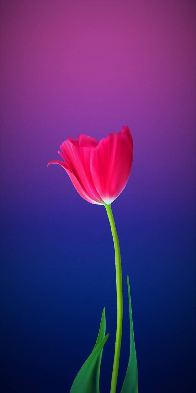 3b fondo de pantalla,pétalo,flor,rosado,rojo,fotografía de naturaleza muerta