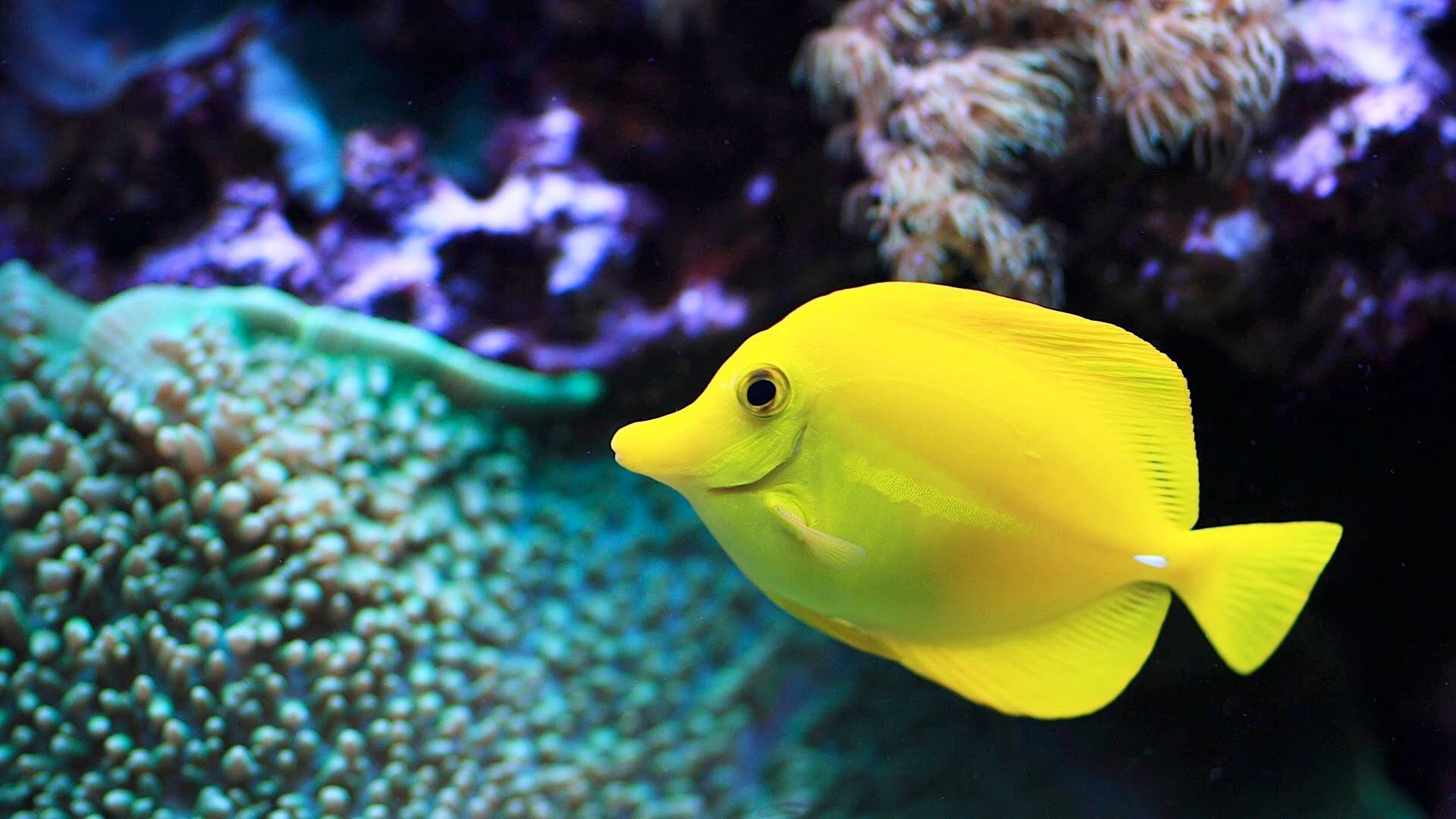 水の中のライブ壁紙の魚,魚,魚,海洋生物学,水中,サンゴ礁の魚