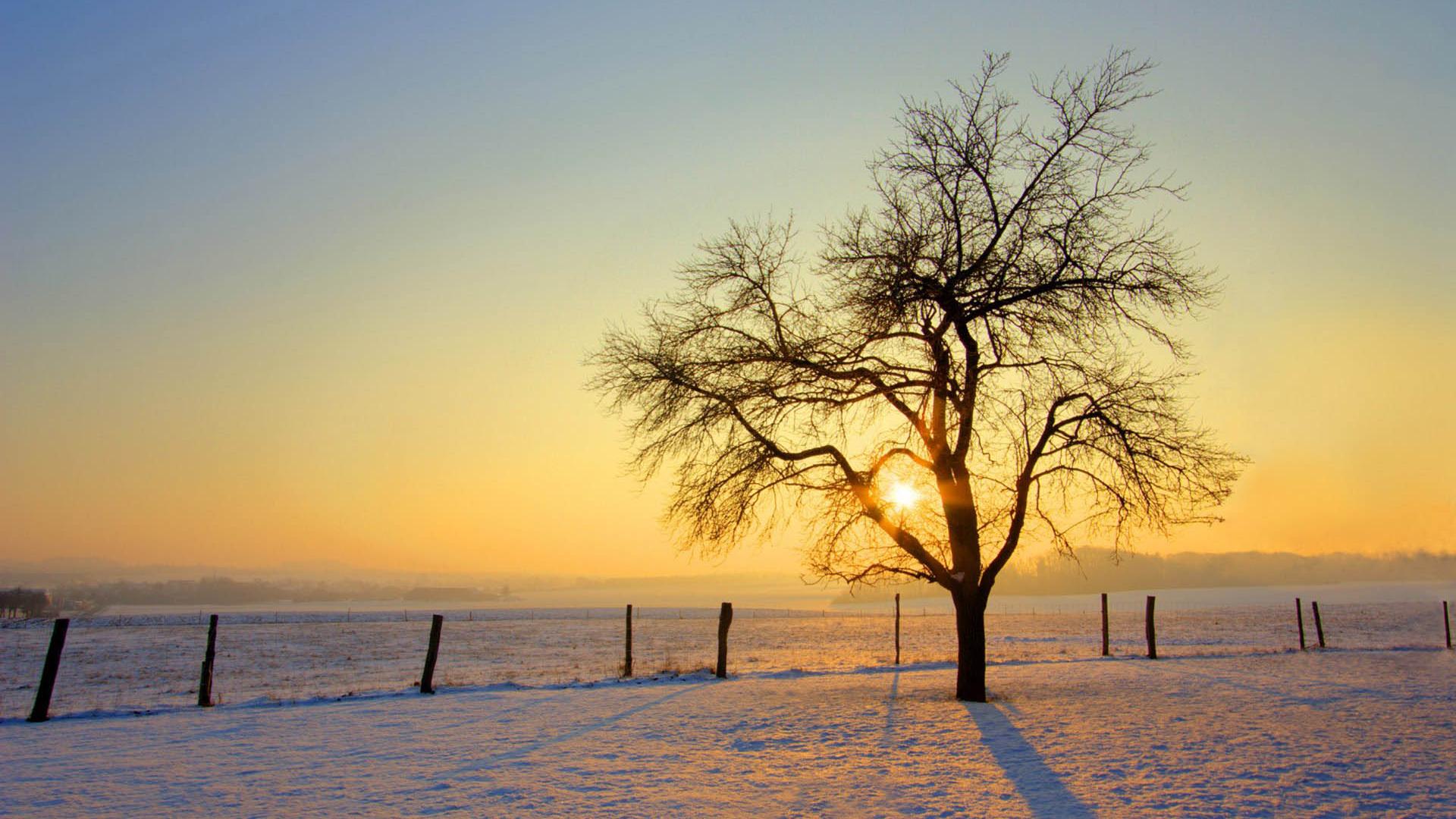 3d hd wallpaper für handys kostenloser download,himmel,baum,natürliche landschaft,winter,natur