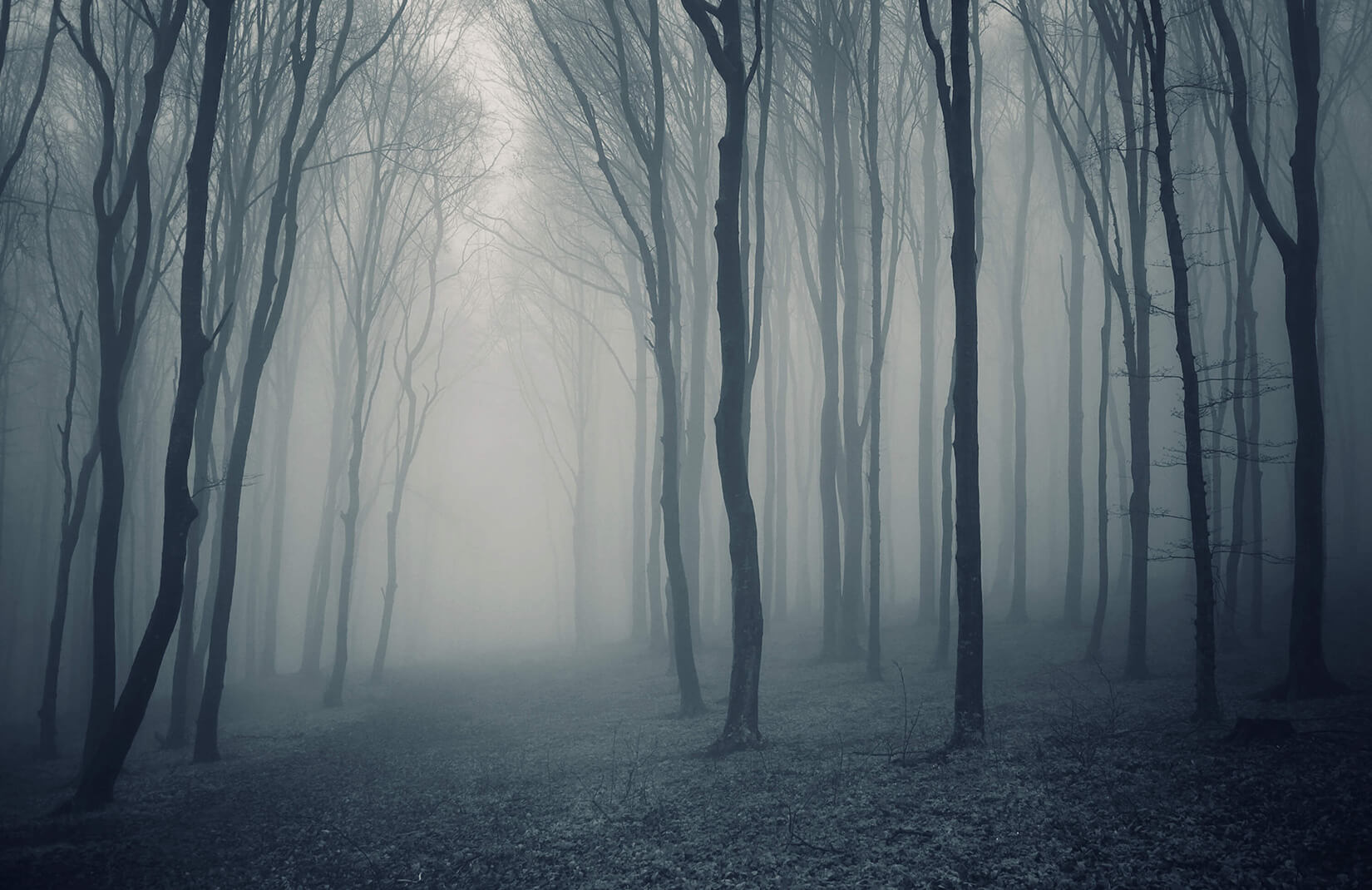 grey tree wallpaper,nature,fog,tree,atmospheric phenomenon,natural landscape
