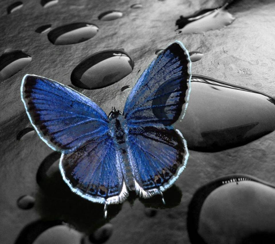 blue butterfly wallpaper,moths and butterflies,butterfly,insect,lycaenid,blue