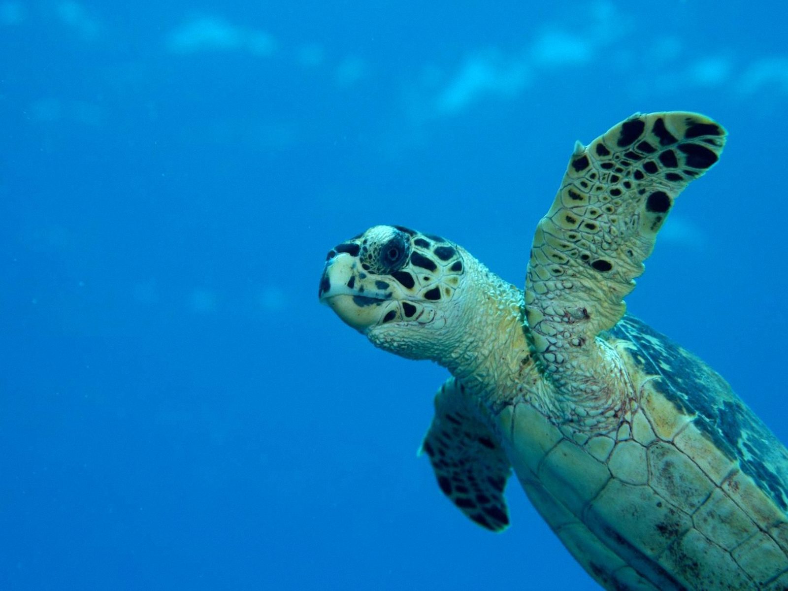 sea turtle wallpaper,sea turtle,hawksbill sea turtle,loggerhead sea turtle,green sea turtle,turtle