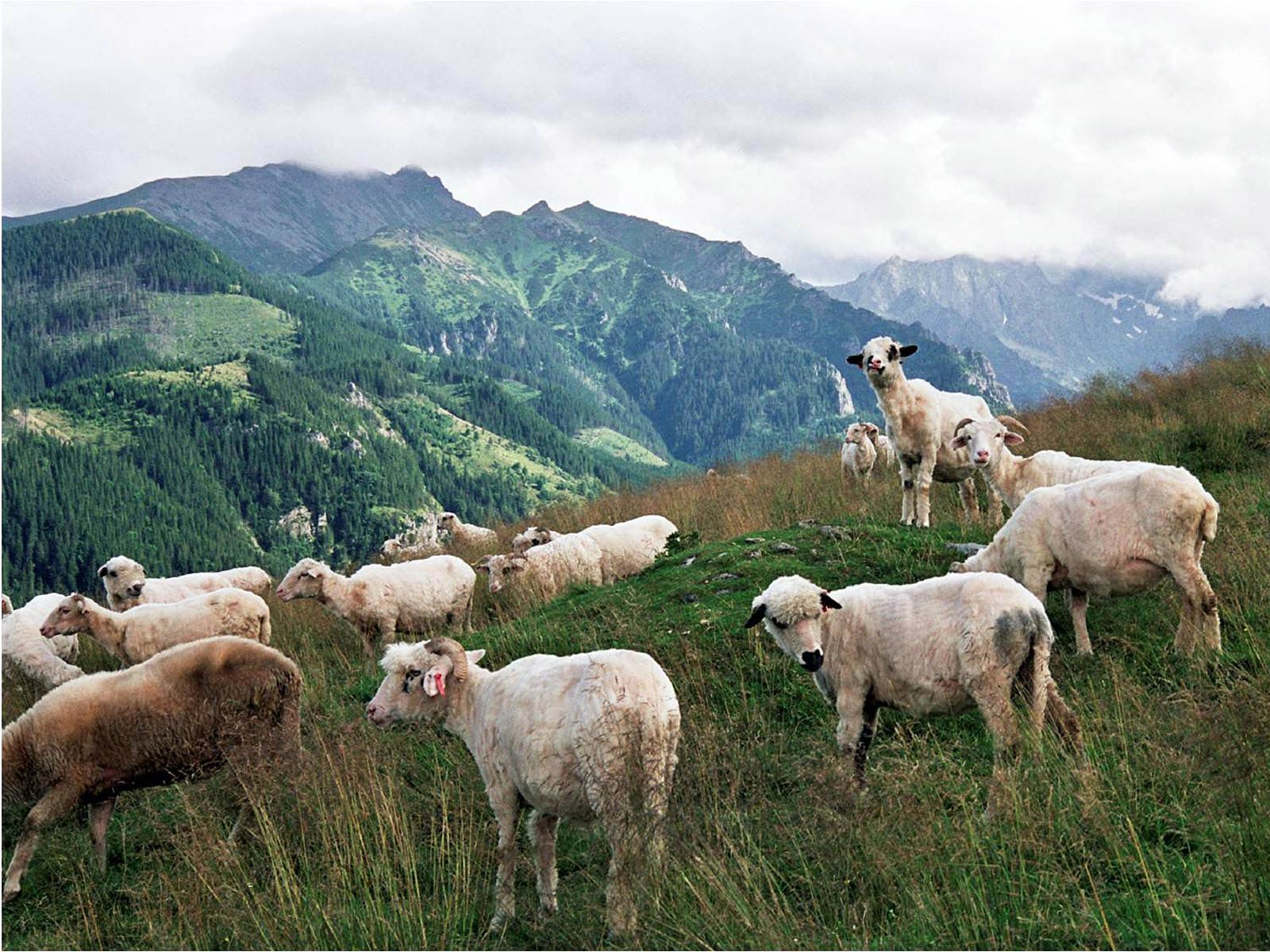 羊の壁紙,群れ,羊,羊,自然の風景,草原