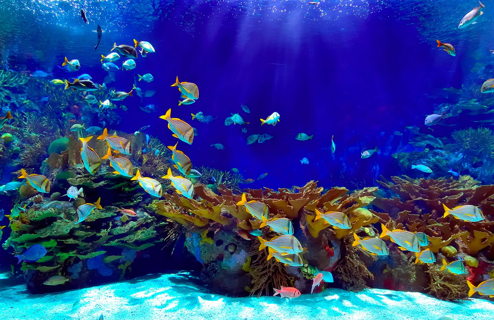 水中壁紙,海洋生物学,水族館,水,水中,魚