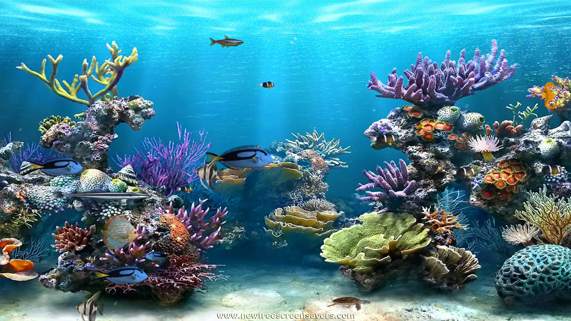 underwater wallpaper,coral reef,reef,marine biology,stony coral,natural environment