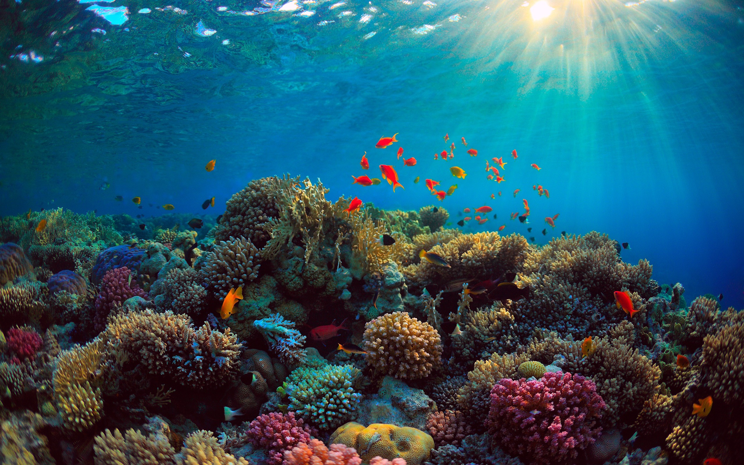 underwater wallpaper,reef,coral reef,underwater,marine biology,natural environment