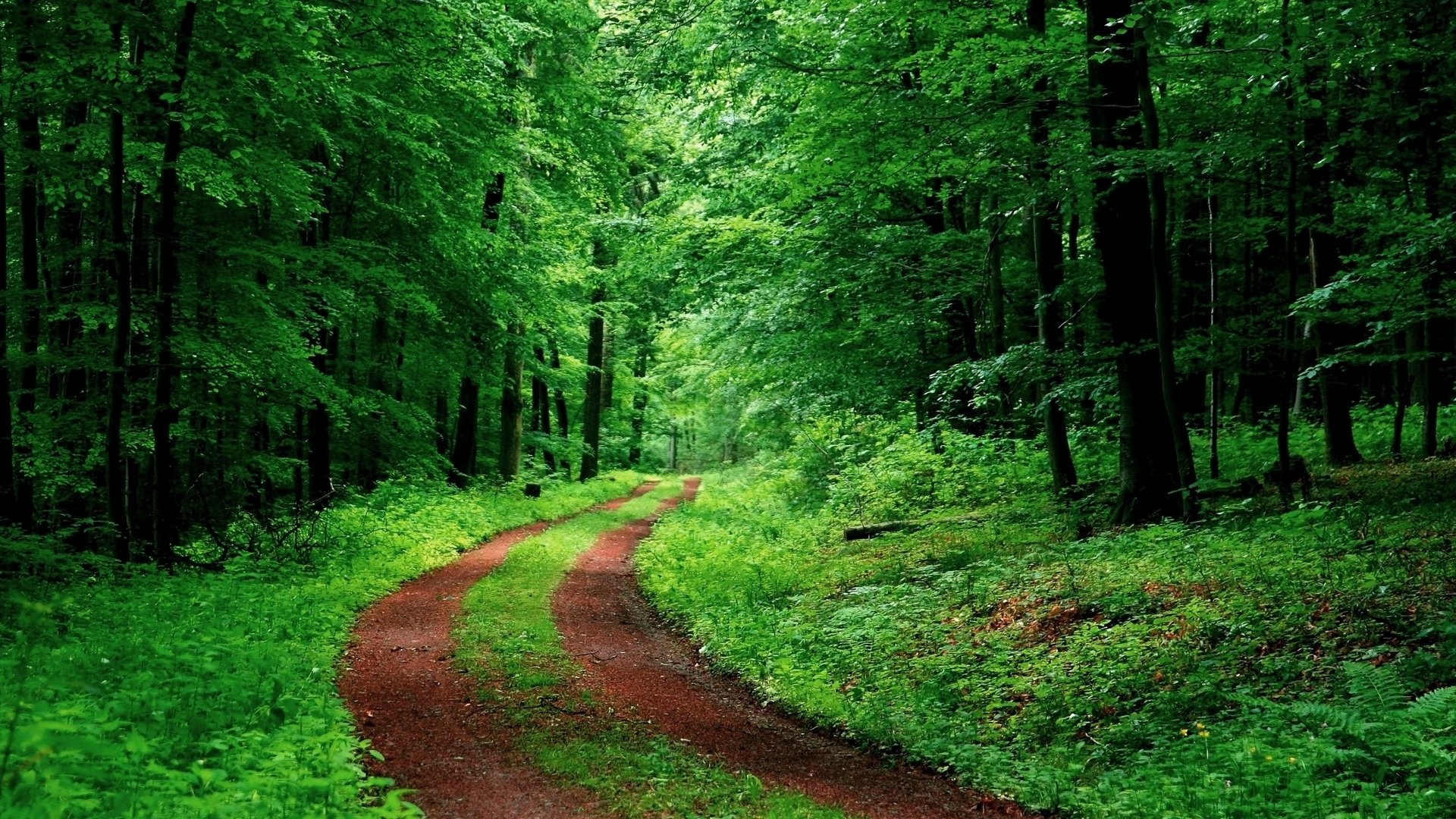 壁紙ネイチャーザ,自然の風景,森林,自然,緑,古い成長林