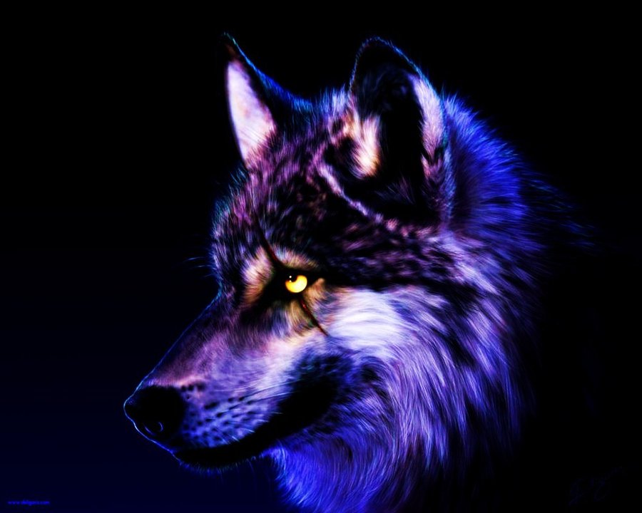 fonds d'écran cool loup,bleu,loup,faune,museau,loup chien