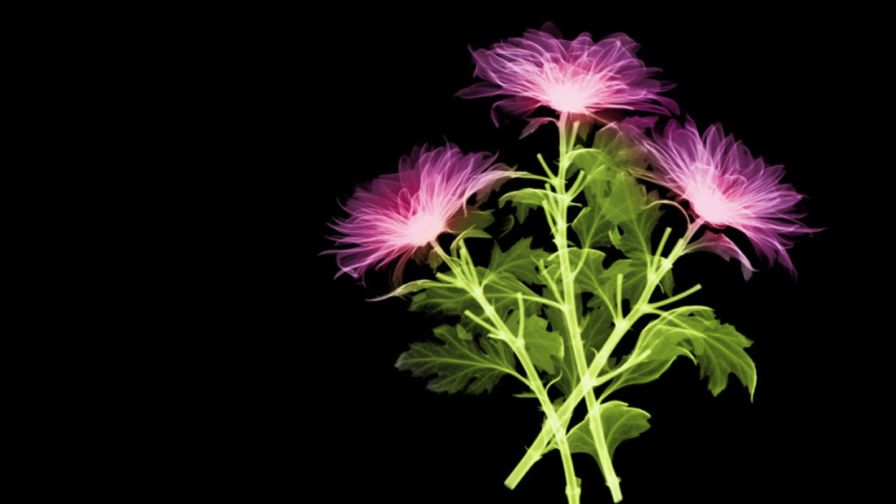 wallpaper preto,flowering plant,flower,plant,pink,china aster